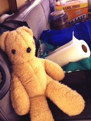 Cootie hates sharing the road trip with a cat